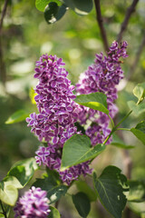 beautiful lilac flowers branch on a green background, natural spring background, soft selective focus.
