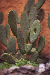 Plant green cactus with sharp thorns closeup. Tropical plants concept. Cactus decor isolated outside.