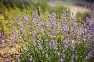 Flowers on a field. Summer nature. close-up of blue and purple sage blossoms with blurry background.  Lavender.