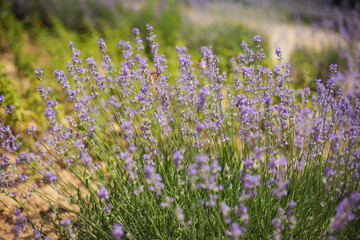 Flowers on a field. Summer nature. close-up of blue and purple sage blossoms with blurry background.  Lavender.