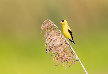 American Goldfinch perched on reeds near a lake