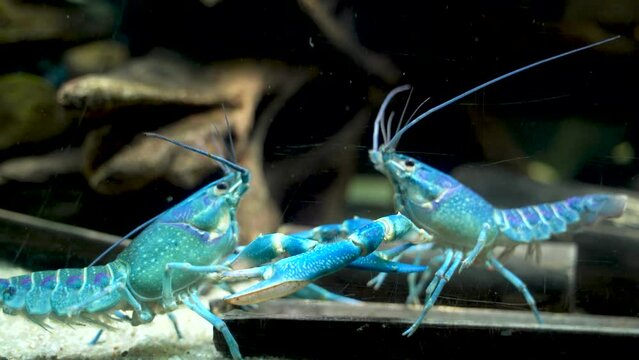Two colorful Cherax quadricarinatus , an Australian freshwater blue crayfish, aka mini lobsters fighting aggressively for territory
