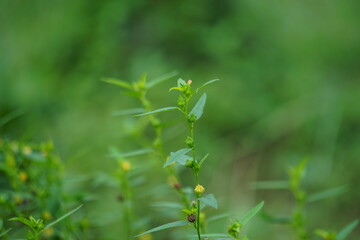 Sida acuta (aslo called common wireweed, sidaguri,sidogori) with natural background. This plant species of flowering plant in the mallow family, Malvaceae. Sida acuta is considered an invasive species
