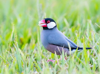Java finch foraging for food in the grass