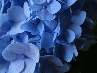 blue hydrangea flower
