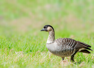 Nene or Hawaiian goose foraging for food in the Big Island
