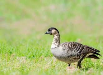 Foto op Plexiglas Nene or Hawaiian goose foraging for food in the Big Island © Rajh