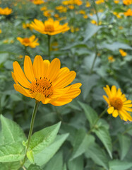 Obraz premium yellow flowers in the garden