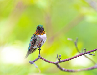 Ruby throated hummingbird perched on a tree