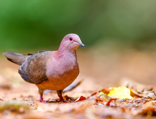 Ruddy pigeon foraging for food on the ground