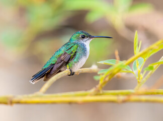 Fototapeta na wymiar Sapphire throated hummingbird perched on a tree