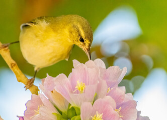 Tennessee warbler drinking nectar from pink flowers