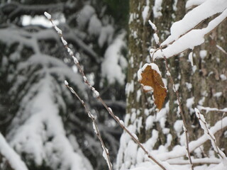 snow covered tree with brown leaf 