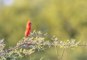 Vermilion cardinal perched on a tree at high noon