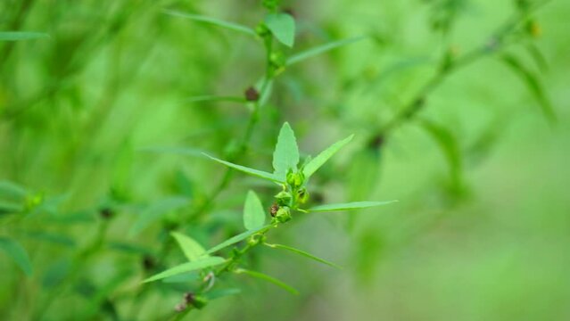 Sida acuta (aslo called common wireweed, sidaguri,sidogori) with natural background. This plant species of flowering plant in the mallow family, Malvaceae. Sida acuta is considered an invasive species
