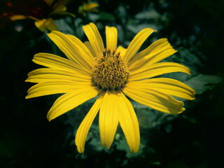 夏に咲く黄色の花