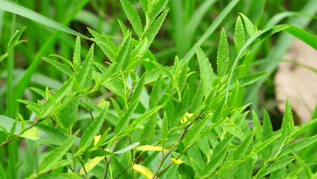 Sida acuta (aslo called common wireweed, sidaguri,sidogori) with natural background. This plant species of flowering plant in the mallow family, Malvaceae. Sida acuta is considered an invasive species