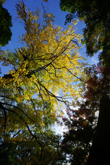 銀杏の紅葉