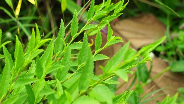 Sida acuta (aslo called common wireweed, sidaguri,sidogori) with natural background. This plant species of flowering plant in the mallow family, Malvaceae. Sida acuta is considered an invasive species