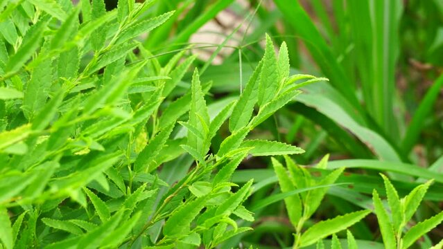 Sida acuta (aslo called common wireweed, sidaguri,sidogori) with natural background. This plant species of flowering plant in the mallow family, Malvaceae. Sida acuta is considered an invasive species