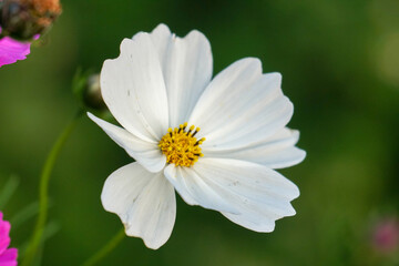 コスモスの白い花
