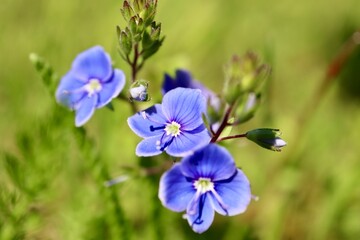 Fototapeta na wymiar Speedwell blue flower close up with blurry background
