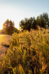 Selective focus of wild grass Hordeum jubatum on sidewalk in the evening with golden sunlight before sunset, Foxtail barley is a perennial plant species in the grass family Poaceae, Nature background.