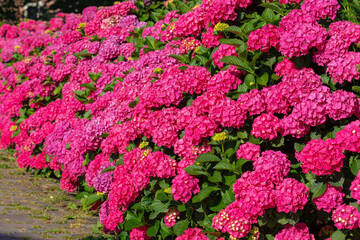Selective focus of Hydrangea in the garden, Bushes of colorful purple pink ornamental flower, Hortensia flowers are produced from early spring to late autumn, Natural floral texture background.