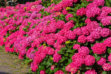 Selective focus of Hydrangea in the garden, Bushes of colorful purple pink ornamental flower,...