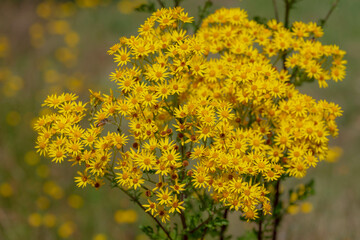 Obraz premium Selective focus of wild flowers on green grass field, African daisy is a tall and long-lived, Senecio pterophorus is an erect perennial shrub with bright yellow flowers, Nature floral background.