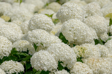 Selective focus bushes of Hydrangea Arborescens flower in the garden, White hortensia or Smooth hydrangea is a species of flowering plant in the family Hydrangeaceae, Natural floral pattern background