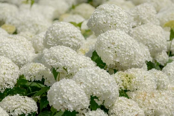 Rolgordijnen Selective focus bushes of Hydrangea Arborescens flower in the garden, White hortensia or Smooth hydrangea is a species of flowering plant in the family Hydrangeaceae, Natural floral pattern background © Sarawut