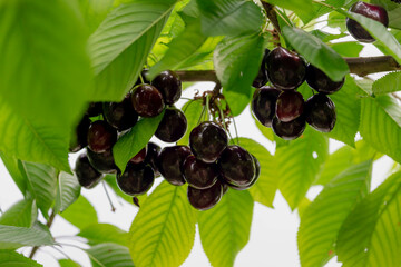 The fresh dark red cherries hanging on the tree at orchard, Selective focus of ripe prunus avium, Sweet cherry is ready to harvest or picking late spring or early summer, Health benefits of berries. - obrazy, fototapety, plakaty
