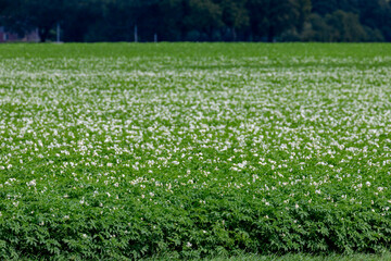 Selective focus of green potato plant with white flowers in the field, Potato is a root vegetable, A starchy tuber of the plant Solanum tuberosum, Agriculture and farm industry, Nature background.