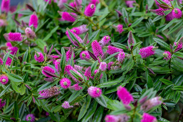 Selective focus of purple pink flowers with green leaves in the garden, Hebe is a genus of plants,...
