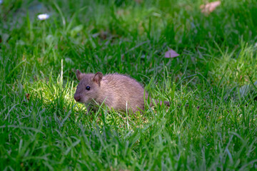 Selective focus a little wild rat walking on green grass meadow in the park, Rats are various medium-sized and long-tailed rodents, A mouse is a small mammal characteristically mice.