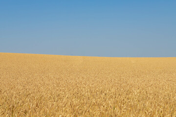 Selective focus of golden yellow grain on the field under blue sky, Triticum aestivum common bread wheat, Ripe ears of green rye in the farm, Agriculture industry in countryside, Nature background.