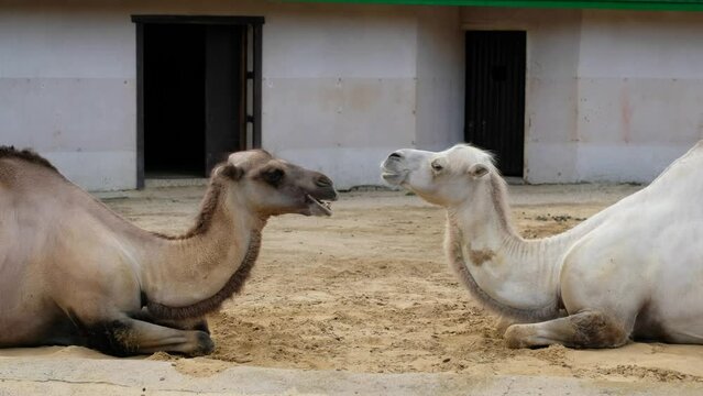 Couple of camels in love are sitting on sand and chewing.