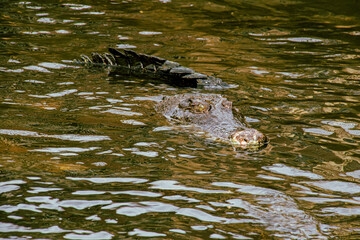 alligator in the water