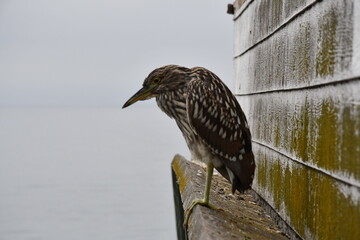 The life of Nature in Orange County california