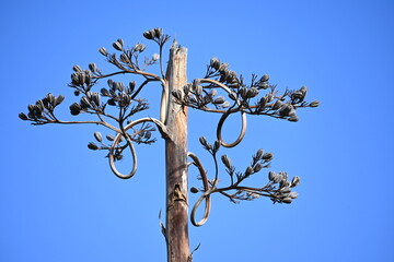 Extreme of wild plant in Santiago, Chile