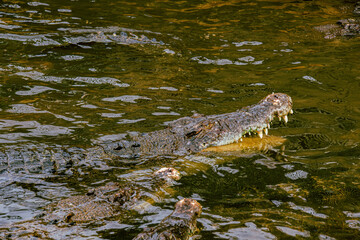 alligator in the swamp