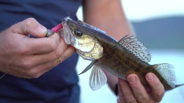 The fisherman caught a pike perch on a jig