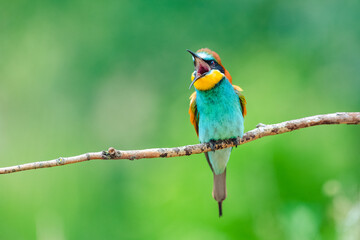Beautiful colorful bird European bee-eater (Merops apiaster) perching on a branch, beak open. Blurred background. Summer day.