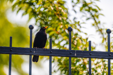 Blackbird (Turdus merula) sitting on a metal fence. The sun is shining in the background, it's a beautiful summer day. The background is out of focus.