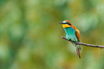 Beautiful colorful bird European bee-eater (Merops apiaster) perching on a branch, beak open. Blurred background. Summer day.
