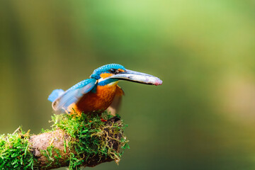 A male common kingfisher (Alcedo atthis) with a small fish in its beak perching on a stick covered in moss. Beautiful green background.