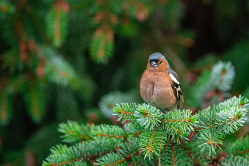 Naklejka premium A male of the common chaffinch or simply the chaffinch (Fringilla coelebs) stands on a spruce branch. Close-up shot.
