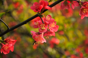 Chinese Flowing Crabapple
