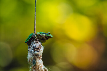 The European tree frog (Hyla arborea) rests on the stem of a dry reed. Beautiful colorful blurred background.